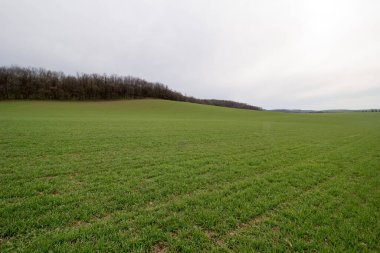 Bulutlu bahar gününde yeşil buğday tarlası 