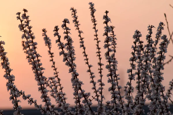 Günbatımında Beyaz Kayısı Çiçeği Açar — Stok fotoğraf