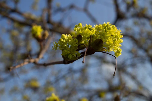 Acer Platanoides Fleurs Avec Anneau Nectar — Photo