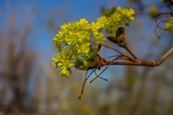 Acer Platanoides Kwiaty Nektarem Pierścień — Zdjęcie stockowe