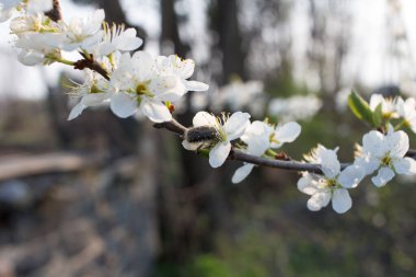 Küçük kıllı Tropinota Hiro böceği yabani erik çiçekleri üzerinde Makro ayrıntıları kapat, bulanık arkaplan