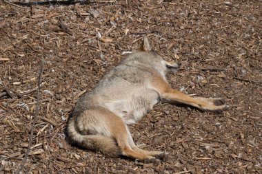 Avrupa gri kurdu (Canis lupus) yalan söyler ve dinlenir.