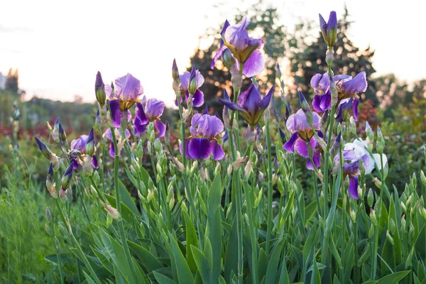 Iris Germanica Iridaceae Familyasından Genellikle Sakallı Iris Olarak Bilinen Çiçekli — Stok fotoğraf