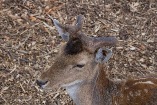 動物園の美しい若い鹿 — ストック写真