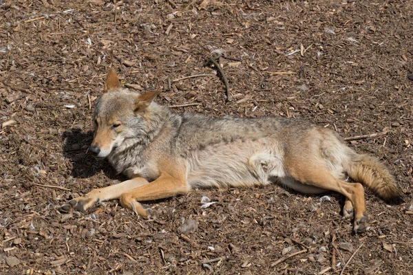 Avrupa Gri Kurdu Canis Lupus Yalan Söyler Dinlenir — Stok fotoğraf