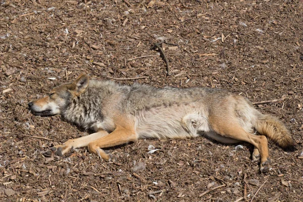 European Gray Wolf Canis Lupus Lupus Lie Rest — Stock Photo, Image