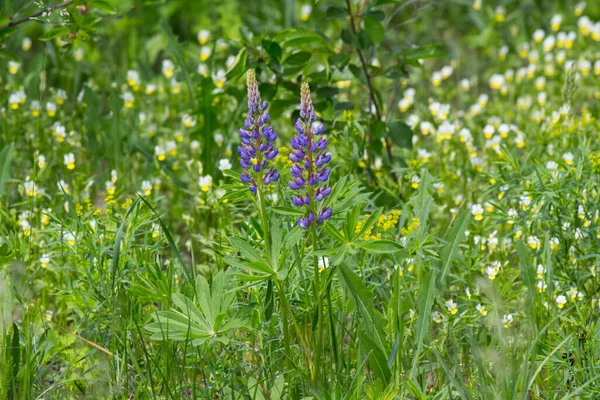 Lupinus Baklagiller Fabaceae Familyasından Çiçek Açan Bir Bitki Cinsidir — Stok fotoğraf