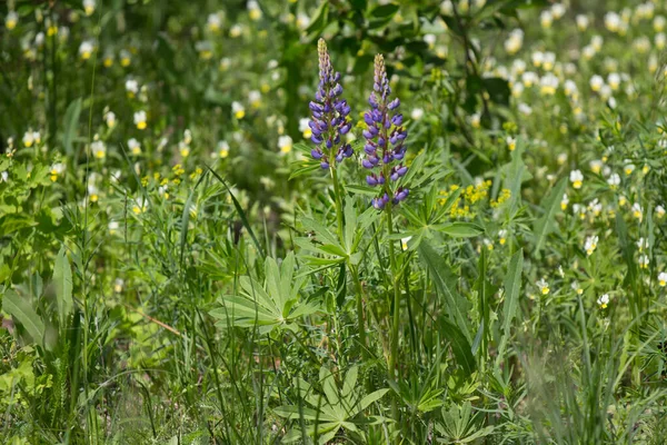 Lupinus Género Botânico Pertencente Família Fabaceae — Fotografia de Stock