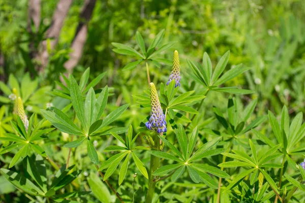 Lupinus Közismert Nevén Csillagfürt Vagy Csillagfürt Egy Nemzetség Virágzó Növények — Stock Fotó