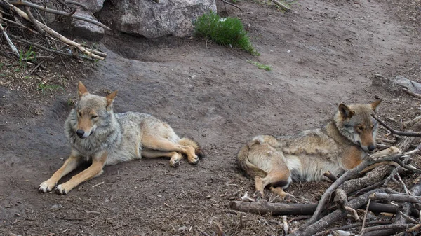 Dwa Wilki Leżą Zoo Niedaleko Kamienia — Zdjęcie stockowe