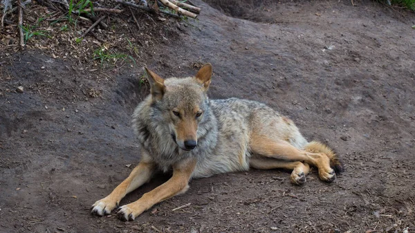 Sad Wolf Zoo — Stock Photo, Image