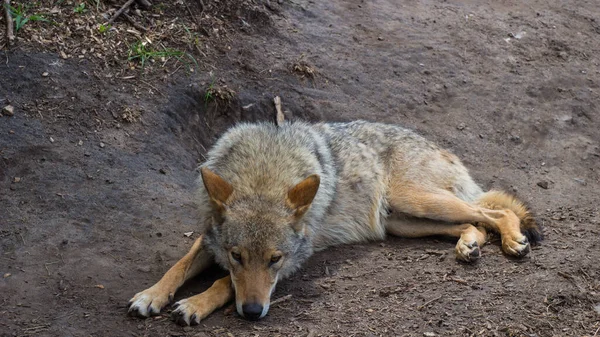 Lobo Triste Zoológico — Fotografia de Stock