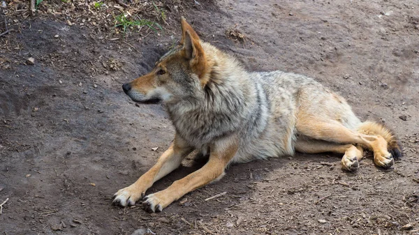 Gri Avrupalı kurt açık hava parkında dinleniyor
