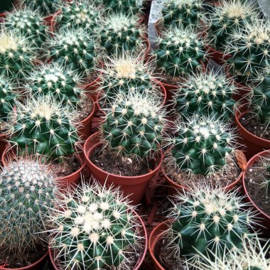 Renkli kaktüs tencere.