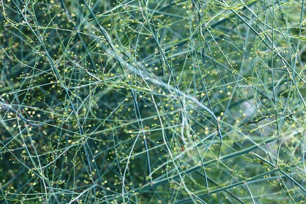 Dekoratif kuşkonmaz yeşil