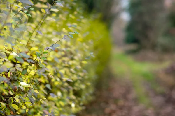 Gros Plan Belles Feuilles Vertes Dans Jardin Printemps — Photo