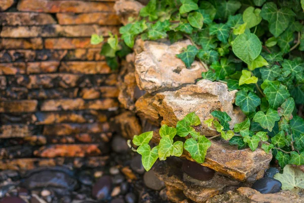 Close View Old Brick Wall Ivy Branches — Stock Photo, Image