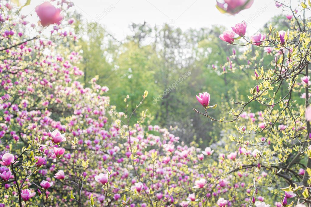 View on magnolias blossom on green trees background