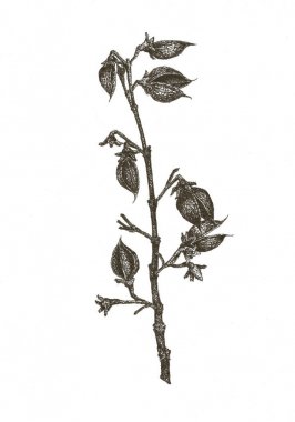 El paulownia dalı beyaz arka plan üzerinde çizimi