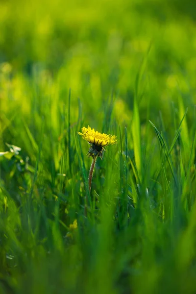 Bonita flor de Taraxacum amarillo primavera en hierba verde — Foto de Stock