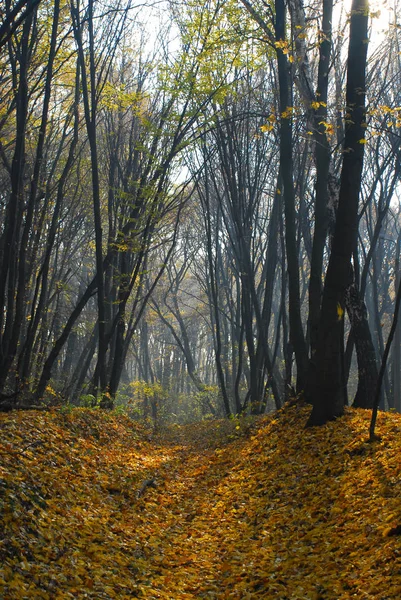 Nice outono floresta imagem — Fotografia de Stock