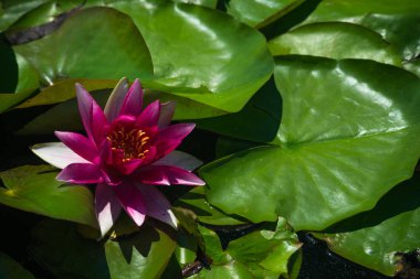 Güzel kırmızı kitap Nymphaea çiçek 