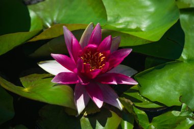 Güzel kırmızı kitap Nymphaea çiçek 