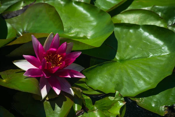 Güzel kırmızı kitap Nymphaea çiçek 