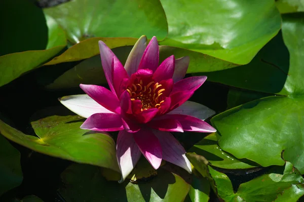 Güzel kırmızı kitap Nymphaea çiçek 