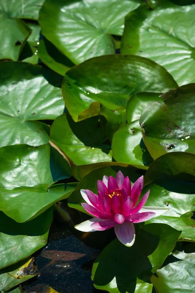 Güzel kırmızı kitap Nymphaea çiçek 