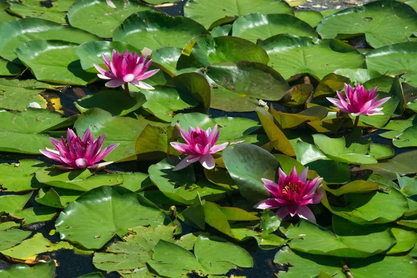 Güzel kırmızı kitap Nymphaea çiçek 