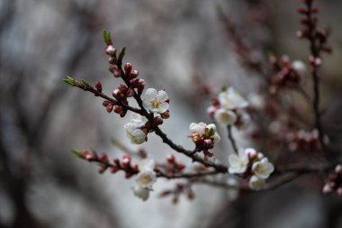 Nice white apricot spring flowers branch on blue sky background