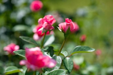 Bokeh doğa flora bahçe makrosu olan büyük kırmızı bir gül.
