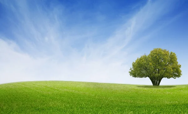 Árbol Aislado Pradera Verde Con Fondo Nubes — Foto de Stock