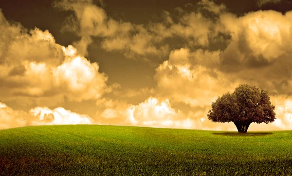 Árbol Aislado Pradera Verde Con Fondo Nubes — Foto de Stock