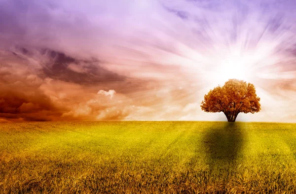 İzole ağaç bulutlar arka plan ile yeşil çayır üzerinde