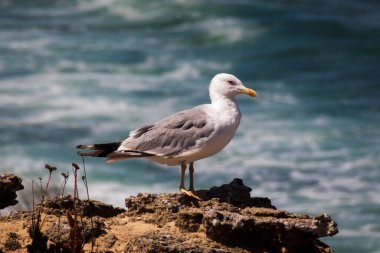 Alentejo 'daki balıkçıların rotası, Portekiz' deki kayalıklarla gezinti. Kıyı şeridi boyunca ahşap yol.