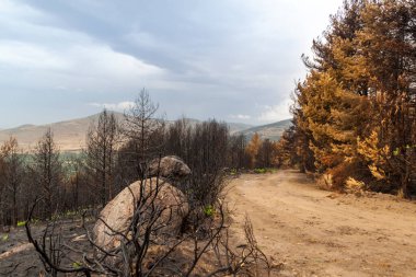 Madrid ve Segovia arasındaki Sierra de Guadarrama Ulusal Parkı 'nda yaz boyunca orman yangını. İspanya. Yeşil eğreltiotlarının filizlendiği ıssız bir yer..