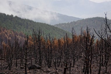 Madrid ve Segovia arasındaki Sierra de Guadarrama Ulusal Parkı 'nda yaz boyunca orman yangını. İspanya. Yeşil eğreltiotlarının filizlendiği ıssız bir yer..