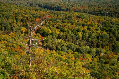Kanada, Ottawa yakınlarındaki Gatineau Park 'taki King Mountain patikasında, yukarıdan, telefoto lenslerle görülen sonbahar rengi. Kırmızıya ve turuncuya dönen ağaçlardan oluşan bir orman. Gatineau Parkı, Quebec, Kanada