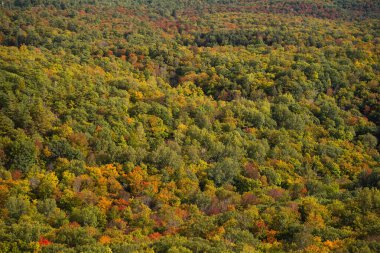Kanada, Ottawa yakınlarındaki Gatineau Park 'taki King Mountain patikasında, yukarıdan, telefoto lenslerle görülen sonbahar rengi. Kırmızıya ve turuncuya dönen ağaçlardan oluşan bir orman. Gatineau Parkı, Quebec, Kanada