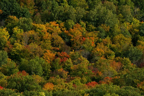 위에서 볼 수있는 가을 색깔은 텔레포트 렌즈로 캐나다 오타와 인근에 있는 가티 노 공원의 킹 마운틴 트레일에서 볼 수있다. 붉은 색 과 주황색으로 변하는 나무들의 숲. 캐나다 퀘벡주의 가티 노 공원 — 스톡 사진