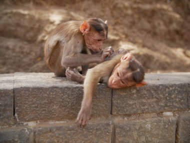 Maymunlar Langur böceklerden vücut temiz.
