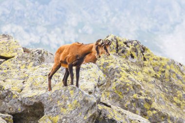 Chamois (Rupicapra Carpatica) yüksek Tatra Dağları, Polonya