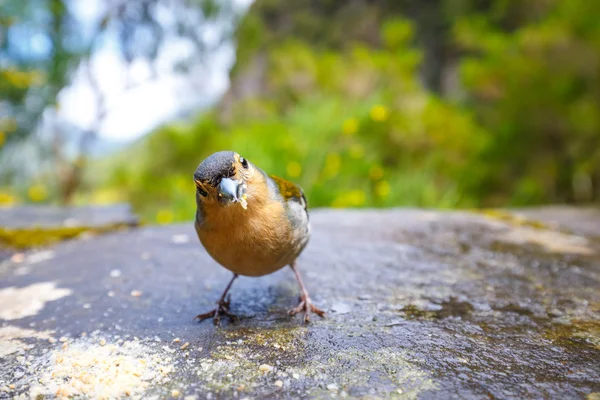 Carduelis chloris, Greenfinch, Madeira Island, Portugal — Stock Photo, Image