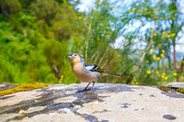 Carduelis chloris, Greenfinch, Ilha da Madeira, Portugal — Fotografia de Stock