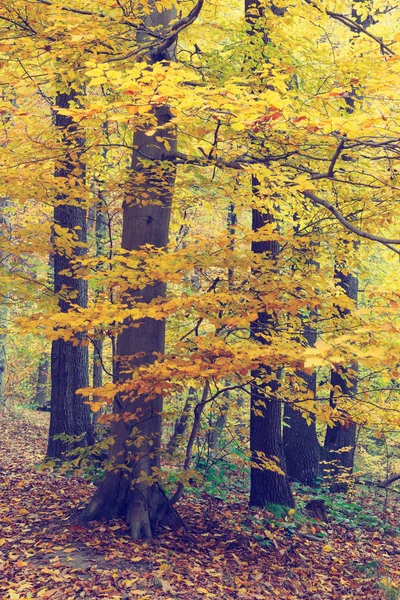 Alberi autunnali colorati nella foresta, aspetto vintage — Foto Stock