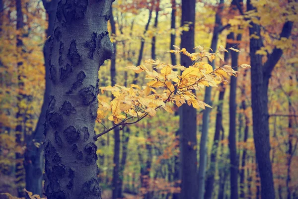 Färgglad höst träd i skogen, vintage stil — Stockfoto