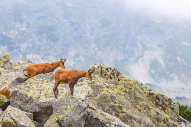 Chamois (Rupicapra Carpatica) yüksek Tatra Dağları, Polonya
