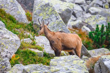 Chamois (Rupicapra Carpatica) yüksek Tatra Dağları, Polonya